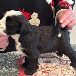 Lumi - Black and white female Tibetan Terrier puppy in Medford, New Jersey from Arkeden Tibetan Terriers