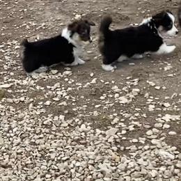 Pembroke Welsh Corgi Puppies from Campbell Ranch Corgis