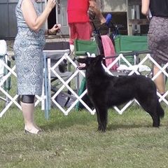 Belgian Sheepdogs from LeSmyths