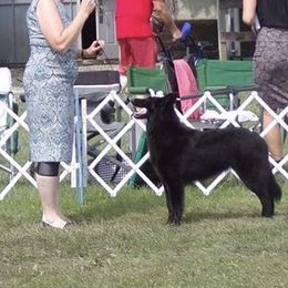 Belgian Sheepdogs from LeSmyths