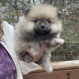 Pomeranian and Shih Tzu Puppies from GA Designer Puppies