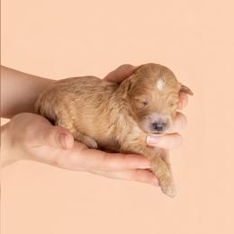 Golden Boy 4 - Apricot male Goldendoodle puppy in Milton, Florida from Sutton Place Doodles