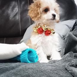 Cavachon and Poodle Puppies from My Furry Friends