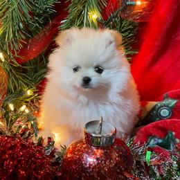 Holly - Cream female Pomeranian puppy in Titus, Alabama from Harmony Pomeranians