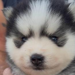 Koda - Black and white male Pomsky puppy in Spring Hill, Florida from PDQ Pomskies