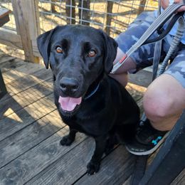 Labrador Retriever puppies from Mariani Labrador Retrievers