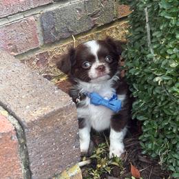 John B - Chocolate and white male Chihuahua puppy in Gloucester, Virginia from Charlotte's Web of Chihuahuas