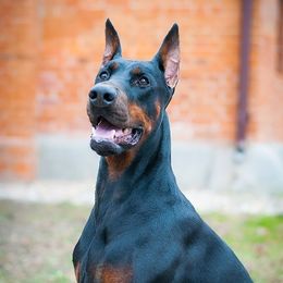 Valentina - Doberman Pinscher