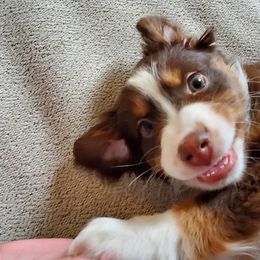 Miniature Australian Shepherd Puppies from Potomac River Aussies