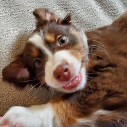 Miniature Australian Shepherd Puppies from Potomac River Aussies