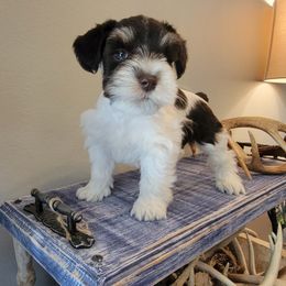 Miniature Schnauzer Puppies from Dees Schnauzers