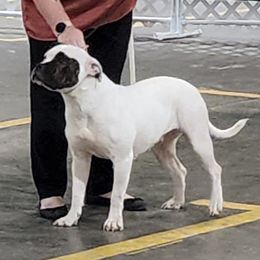 Lyra - American Bulldog