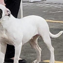 Lyra - American Bulldog