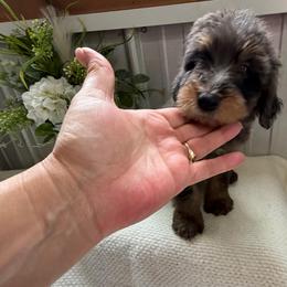 Lainey - Chocolate merle female Bernedoodle puppy in Hackleburg, Alabama from The Doodle Patch