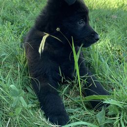 Yellow Collar - Black male German Shepherd puppy in Upland, Indiana from Pinegrove German Shepherds