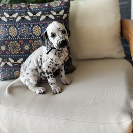 Black collar male - White and black male Dalmatian puppy in Hawkins, Texas from Snow Dalmatians