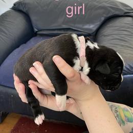 Boxer Puppies from Boxers Von Drachenburg