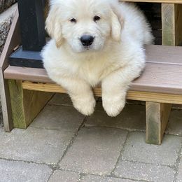 Golden Retriever Puppies from EP's Golden Retrievers