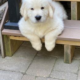 Golden Retriever Puppies from EP's Golden Retrievers