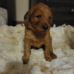 Goldendoodle Puppies from Kimber's Doodles