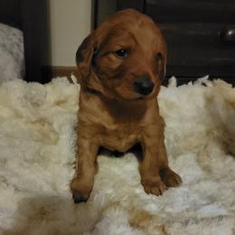 Goldendoodle Puppies from Kimber's Doodles