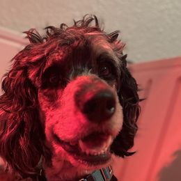 Bernedoodles and Poodles from Moonlight kennels