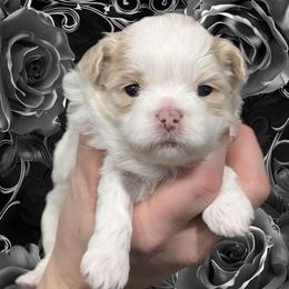 Marshmallow - Gold and white female Shihpoo puppy in Coshocton, Ohio from Forever Family Puppies
