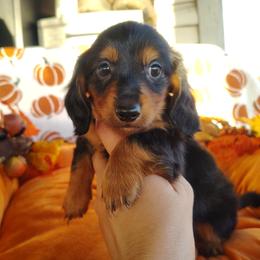 Ghostface - Black and tan male Dachshund puppy in Hudson, Michigan from Mittentail Kennel Miniature Dachshunds & Australian Shepherds