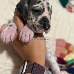 Waverly - Harlequin female Great Dane puppy in Russellville, Arkansas from River Valley Great Danes & Miniature Schnauzers