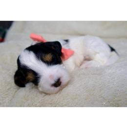 Noelle - Black and white female Bernedoodle puppy in Bowling Green, Ohio from Windy Creek Doodles