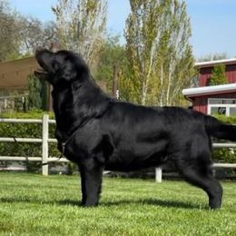 Rita - Labrador Retriever