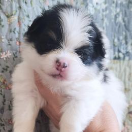 Hayden 3,500 dollars - Black and tan parti female Pomeranian puppy in Amelia, Ohio from Boujee Puff Poms