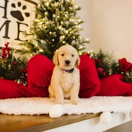 Sabrina-Purple - Light golden female Golden Retriever puppy in Sanger, California from SDPREMIERGOLDENS