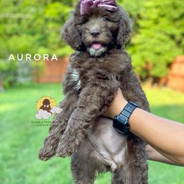 Goldendoodle Puppies from Dream A Little Doodle