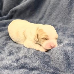 F - Blenheim male Cavapoo puppy in Draper, Utah from Peaks Pups — Exceptional by Nature. Raised with Purpose.