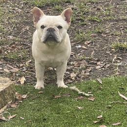 Sugar - French Bulldog
