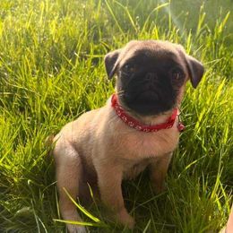 Pug Puppies from A Grumble of Love Kennels