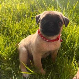 Pug Puppies from A Grumble of Love Kennels