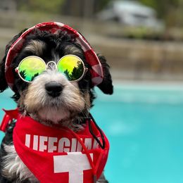 Gamora - Bernedoodle puppy in Washougal, Washington from Sandy Creek Bernedoodles