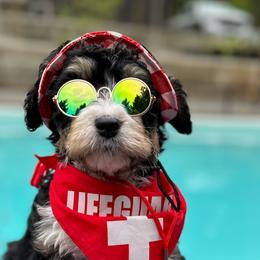 Gamora - Bernedoodle puppy in Washougal, Washington from Sandy Creek Bernedoodles