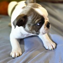 Freddie (Freddie) - Blue male Boston Terrier puppy in Kingsport, Tennessee from Irish Heart Bostons