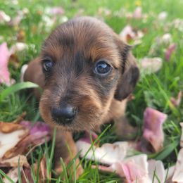 Maybel - Dapple Dachshund puppy in Round Lake Beach, Illinois from Doxie Dynasty