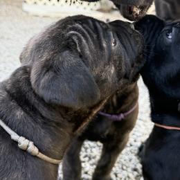 Cane Corso Puppies from CANE CORSO DI DROGHEDA