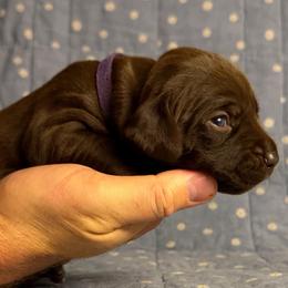 Justice - Liver female German Shorthaired Pointer puppy in Edenton, North Carolina from Bockelman GSP’s