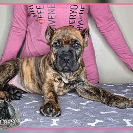 Harley - Chestnut brindle female Cane Corso puppy in Warren, Ohio from Northeast Ohio Cane Corso