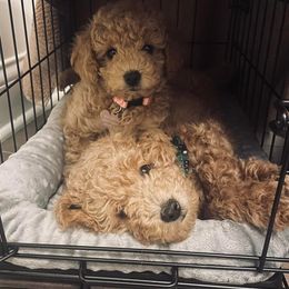 Goldendoodle Puppies from Kevin Williams
