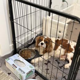 Cavalier King Charles Spaniel Puppies from Hill country cavaliers
