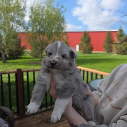 Bi Blue Boy - White blue merle male Shetland Sheepdog puppy in Lenox, Iowa from Crossroad shelties