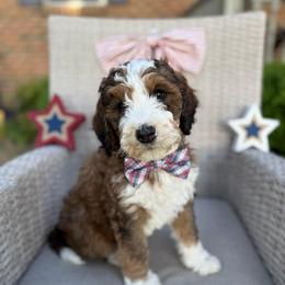 Kirby - Sable male Bernedoodle puppy in Perrysville, Ohio from Pleasant Valley Bernedoodles