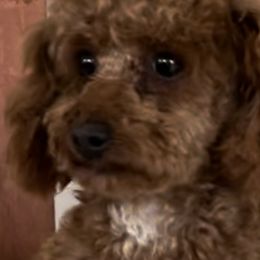 Poodles from Baby Bear Poodles